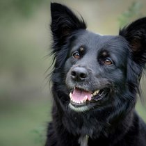 Lilli